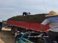 江苏地区哪家供应优质的草坪价格比较实惠_图片_种植方法_种子育苗