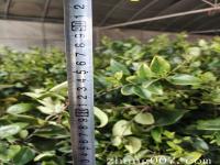 大杯金森女贞色块苗冠幅能不能达到35公分